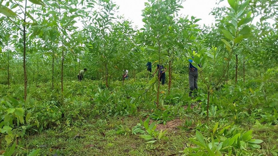 Đoàn TN CNLT Quảng Trạch ra quân chăm sóc rừng Keo nguyên liệu